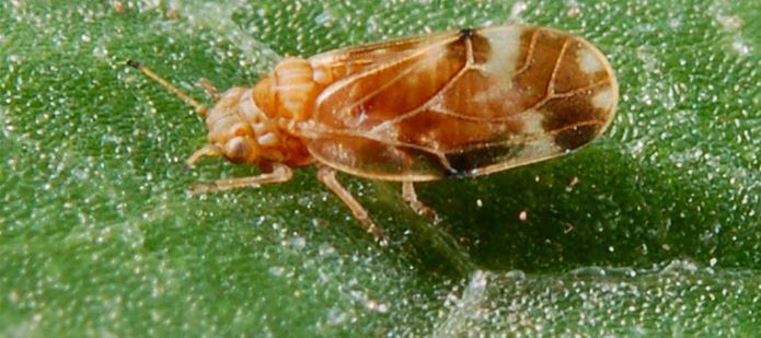 Japanese Knotweed Alliance launches new-look website